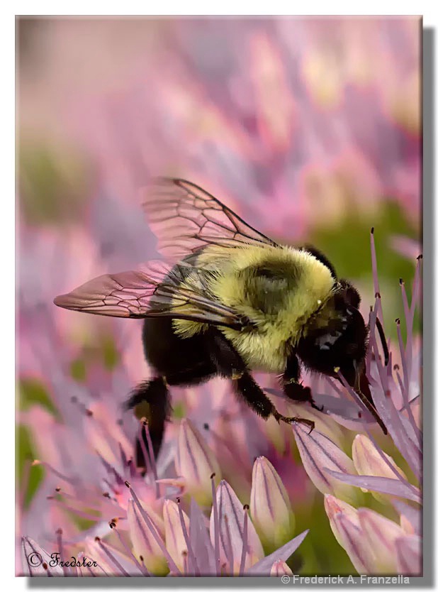Bumble Bee Gathering Pollen