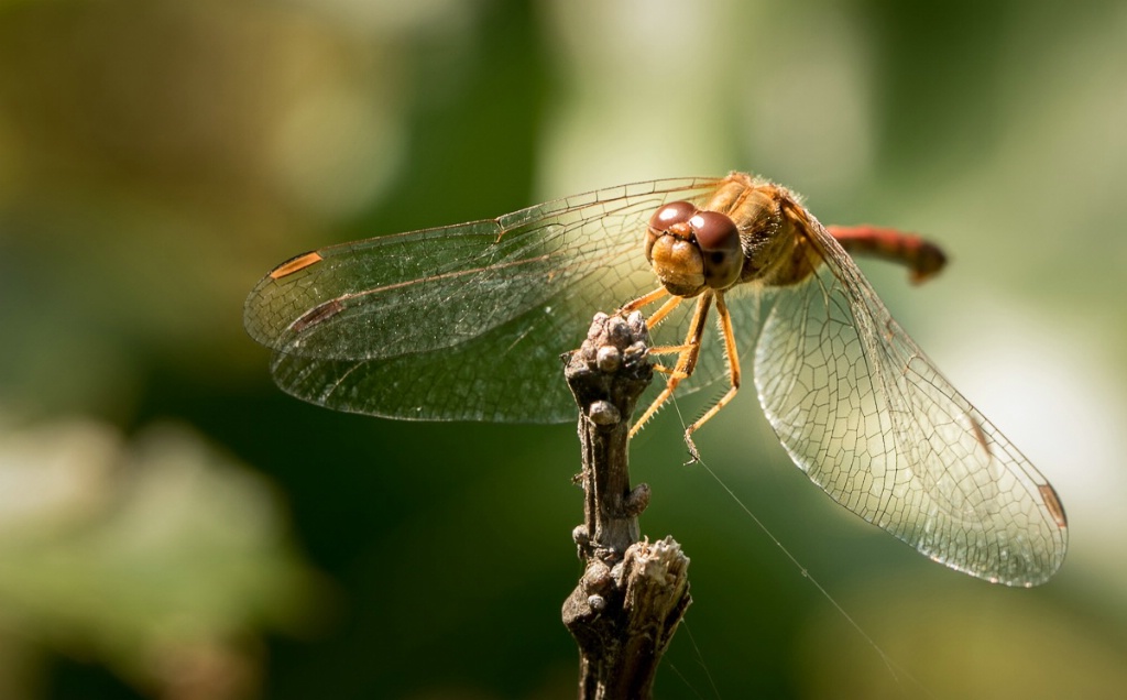 Dragonfly