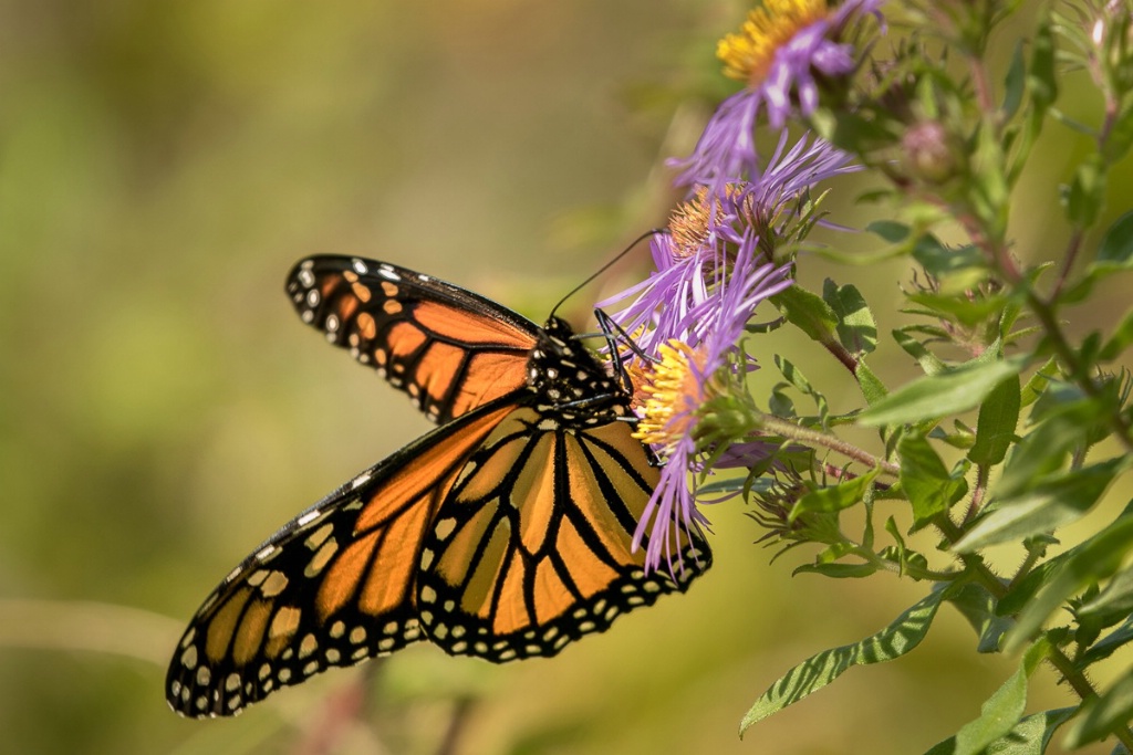 Traveling monarch