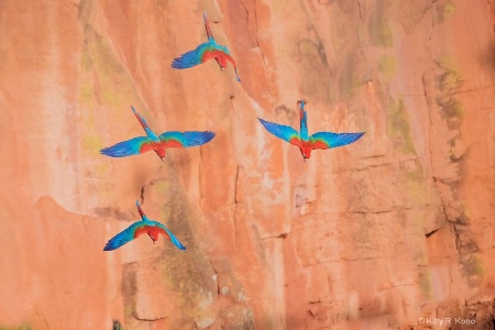 Four Blue and Red Macaws