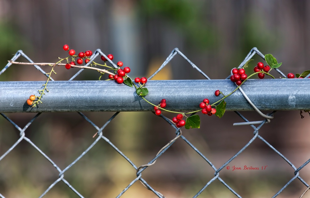 Fruit of the Vine