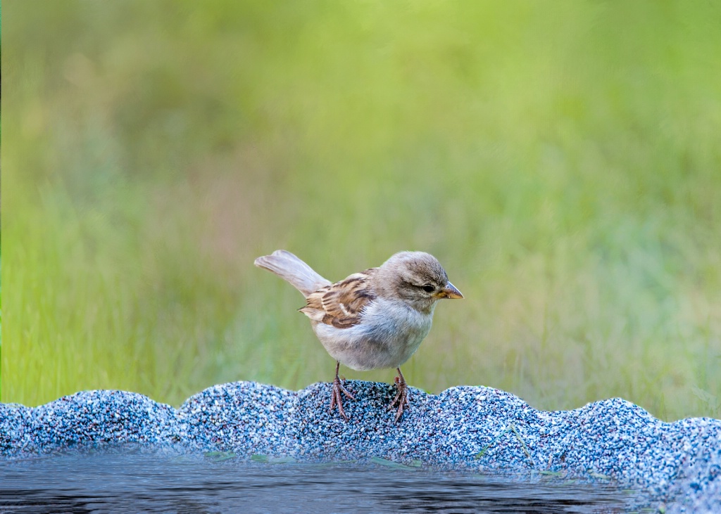 Thirsty Sparrow