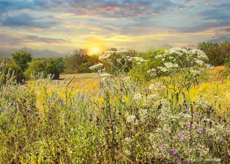 Quail Ridge Wildflowers