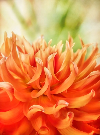 Orange Dahlia