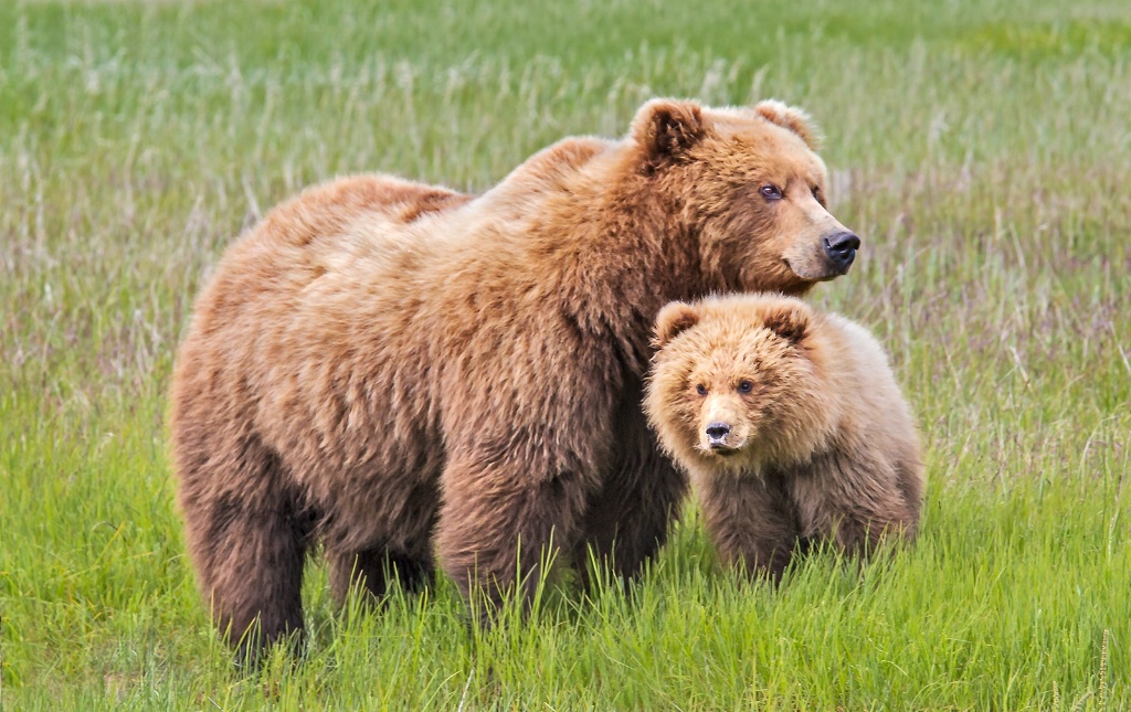 Mom and Cub   