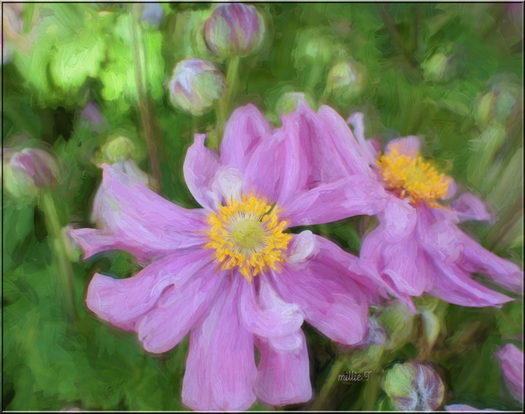 Anemone Pink