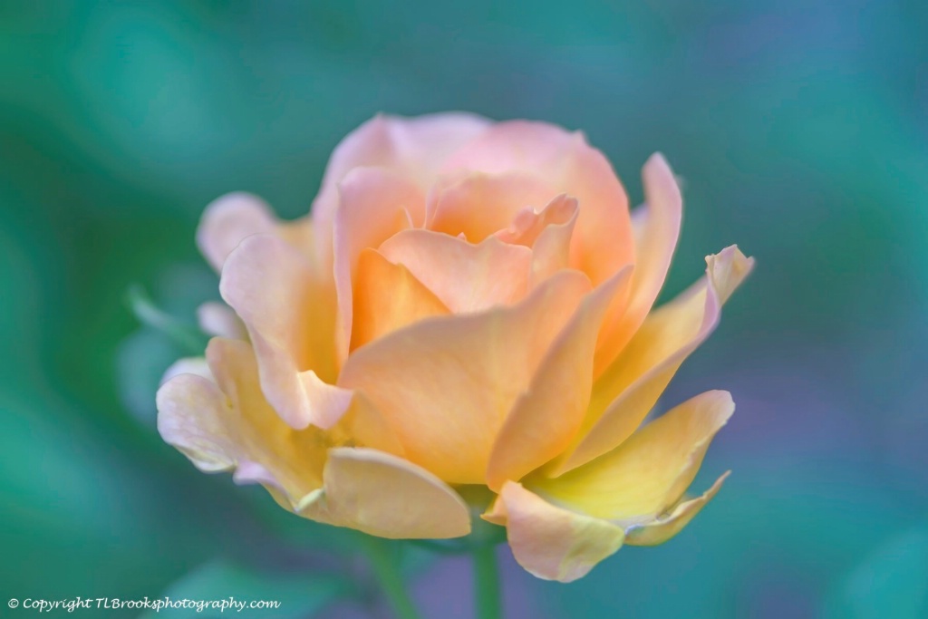 Honey Perfume Floribunda Rose 