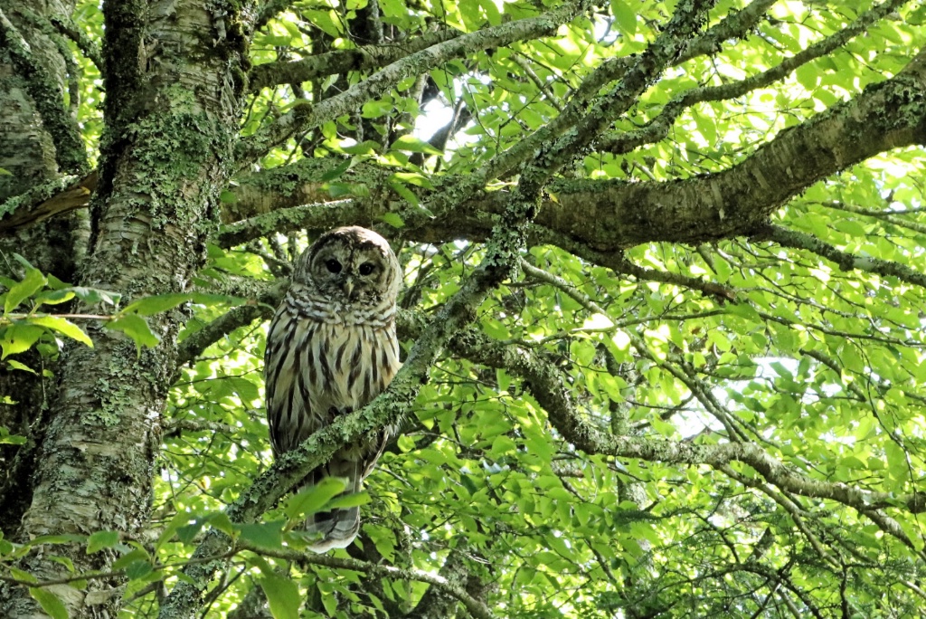 Barred Owl - ID: 15455662 © Tammy M. Anderson