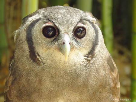 Milky Owl Eyes (C)