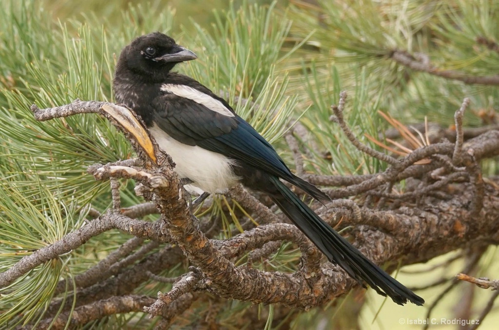 Magpie in the Pine