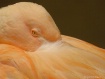 Flamingo Eyes (C)