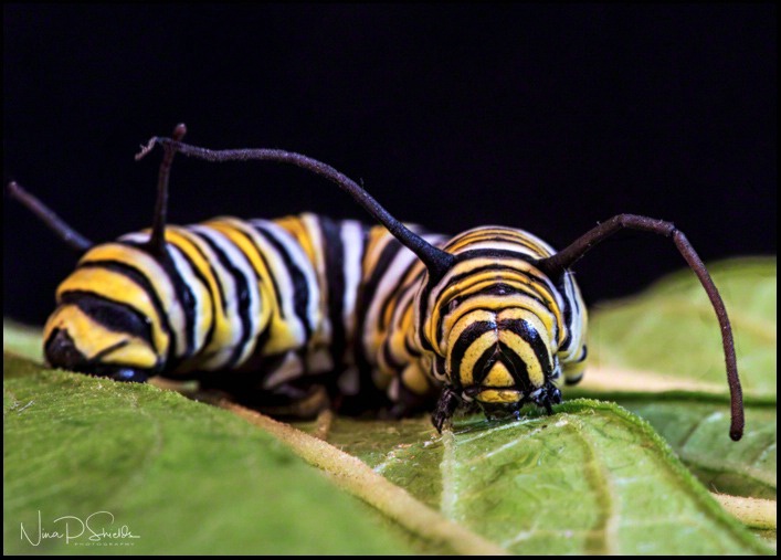 Caterpillar Curve