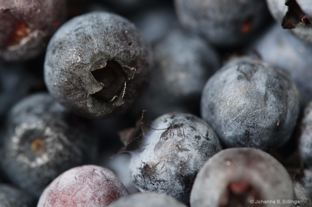 Berries - ID: 15455915 © Johanna S. Billings