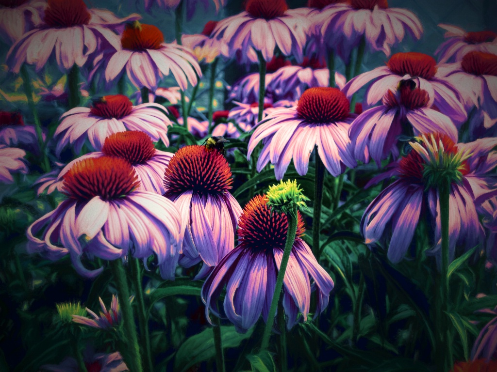 Summer Cone Flowers