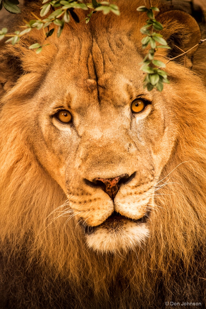 Lion Stare 9-16-17 564 - ID: 15456133 © Don Johnson