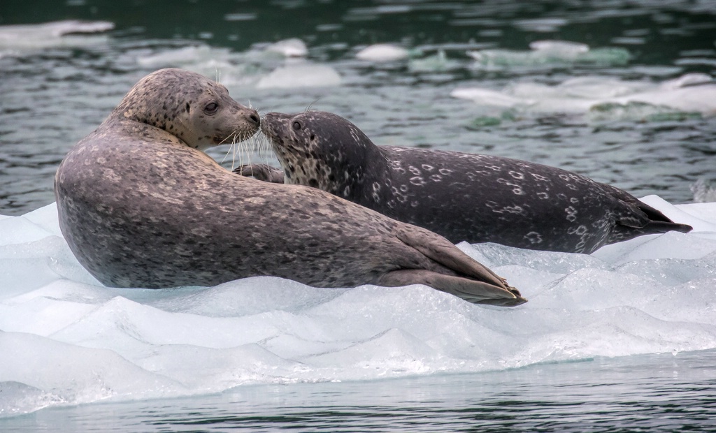 Chilling on the Ice  