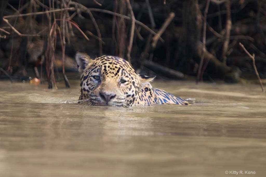 Leopard in the Water