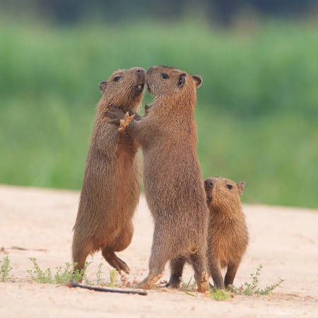 Baby Capybaras doing the Choke Hold