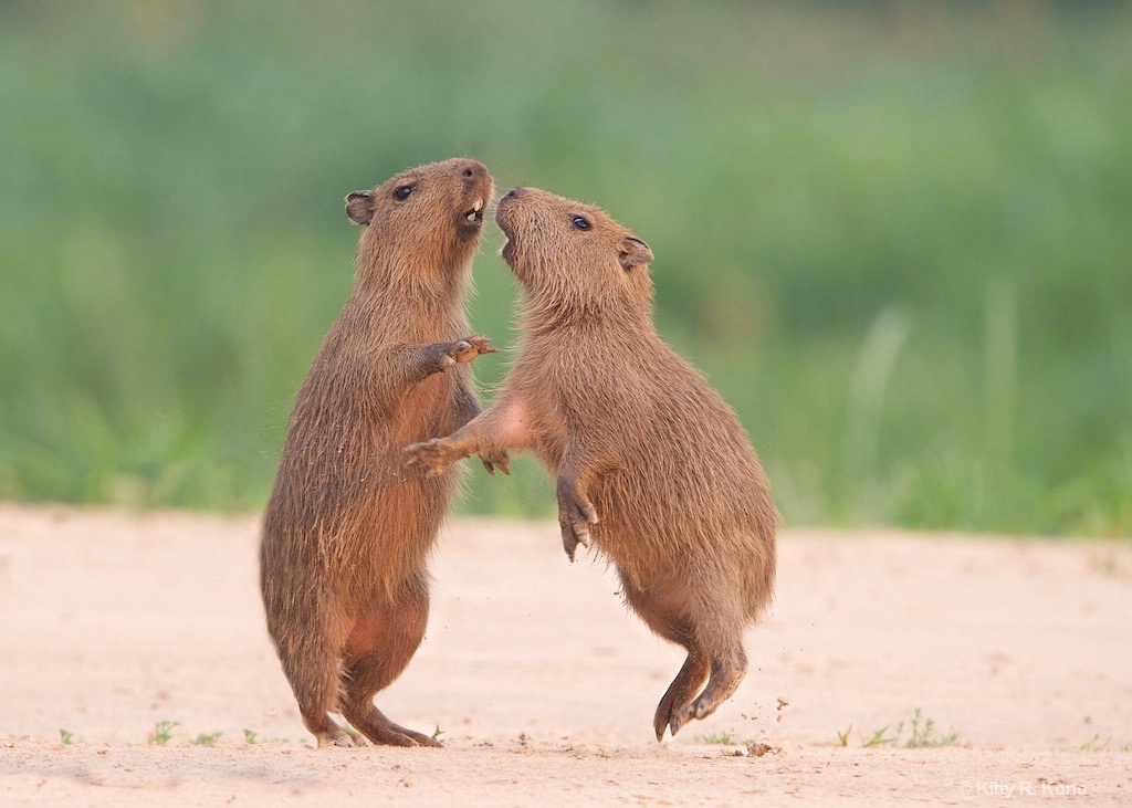 Dancing Baby Capybaras - ID: 15456198 © Kitty R. Kono
