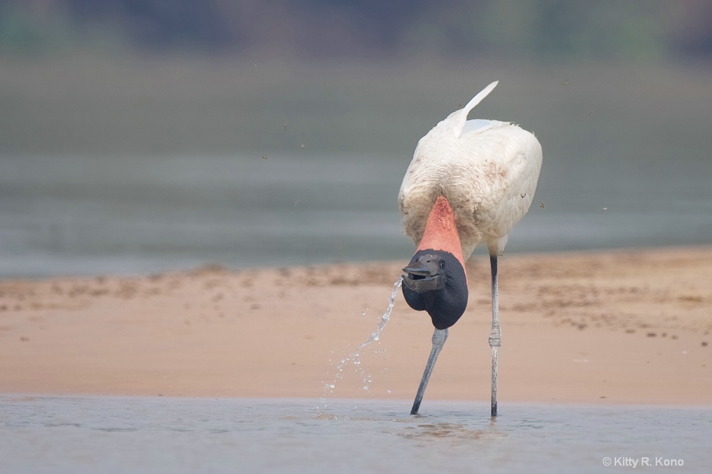 Jabiru Stork Grabbing a Glass of Water 