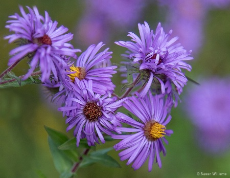 Wisconsin Wildflowers