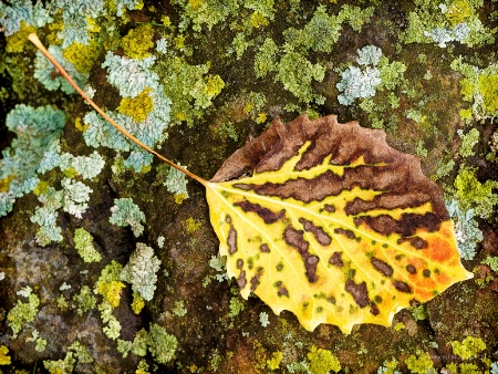 Leaf on a Rock