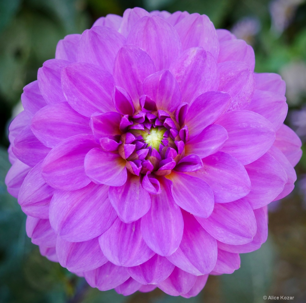 Pink Dahlia Delight - ID: 15456358 © Alice Kozar