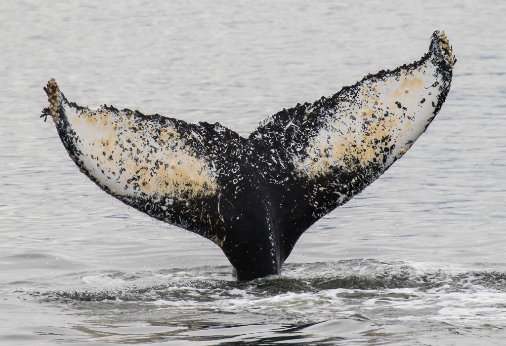 Barnacled Humpback Tail   