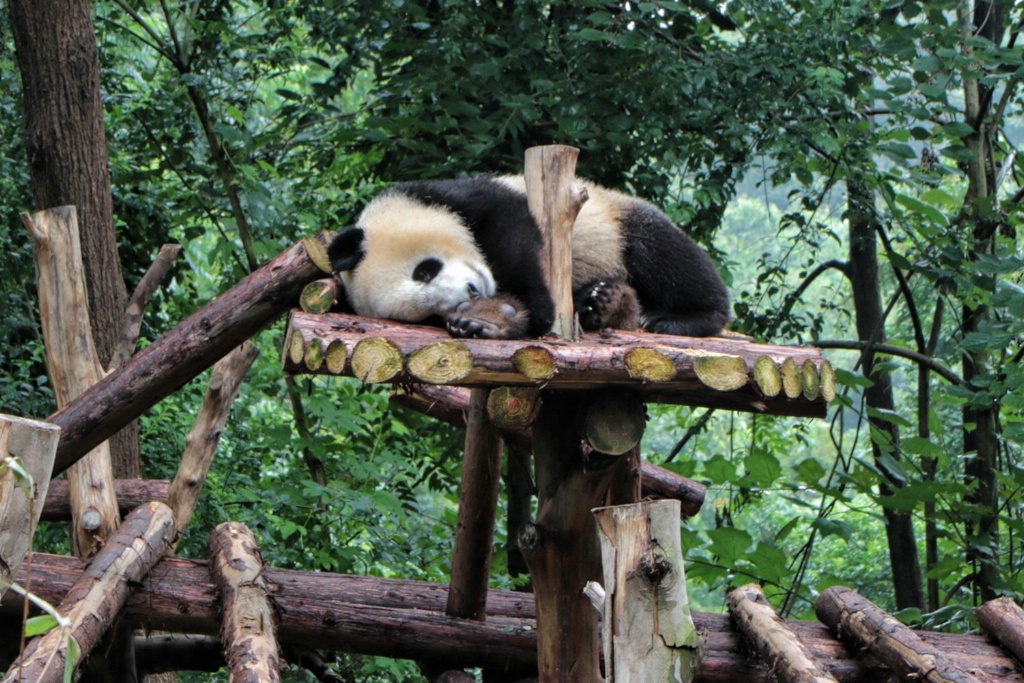 Panda Dreaming at the Panda Research Center 