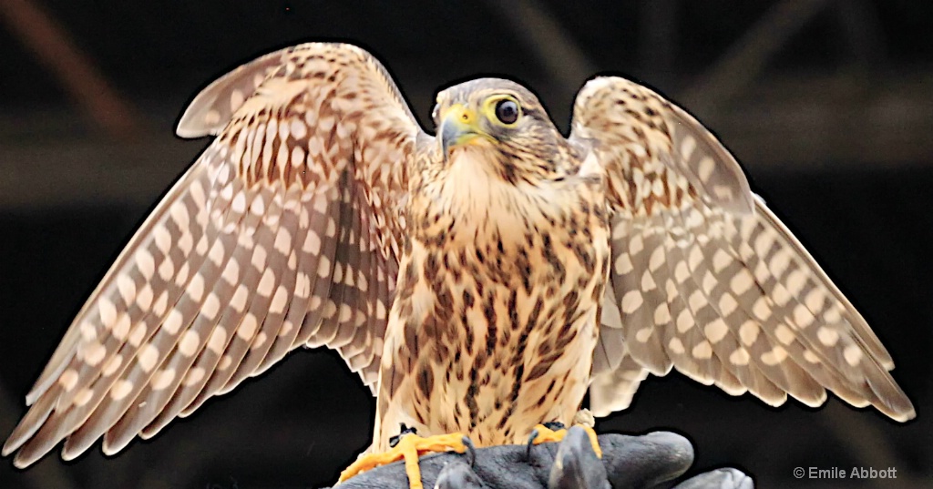 MERLIN FALCON