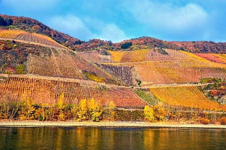 Fall Vineyards on The Rhine