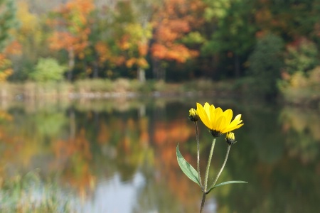 Sunday sunflower