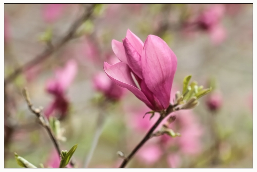 magnolia bud