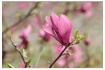 magnolia bud