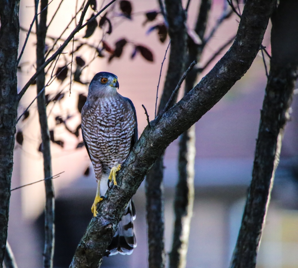 Coopers-Hawk