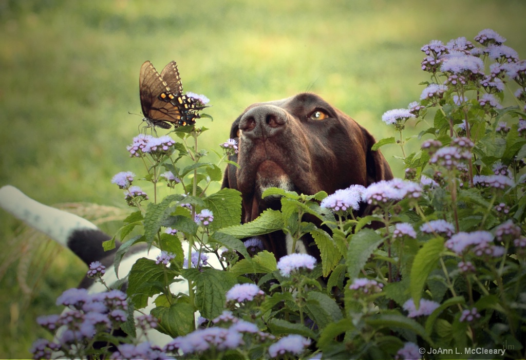 German-Shorthair-Butterfly-Pointer