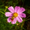 Bee at Work