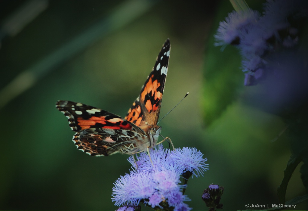 Autumn's Garden