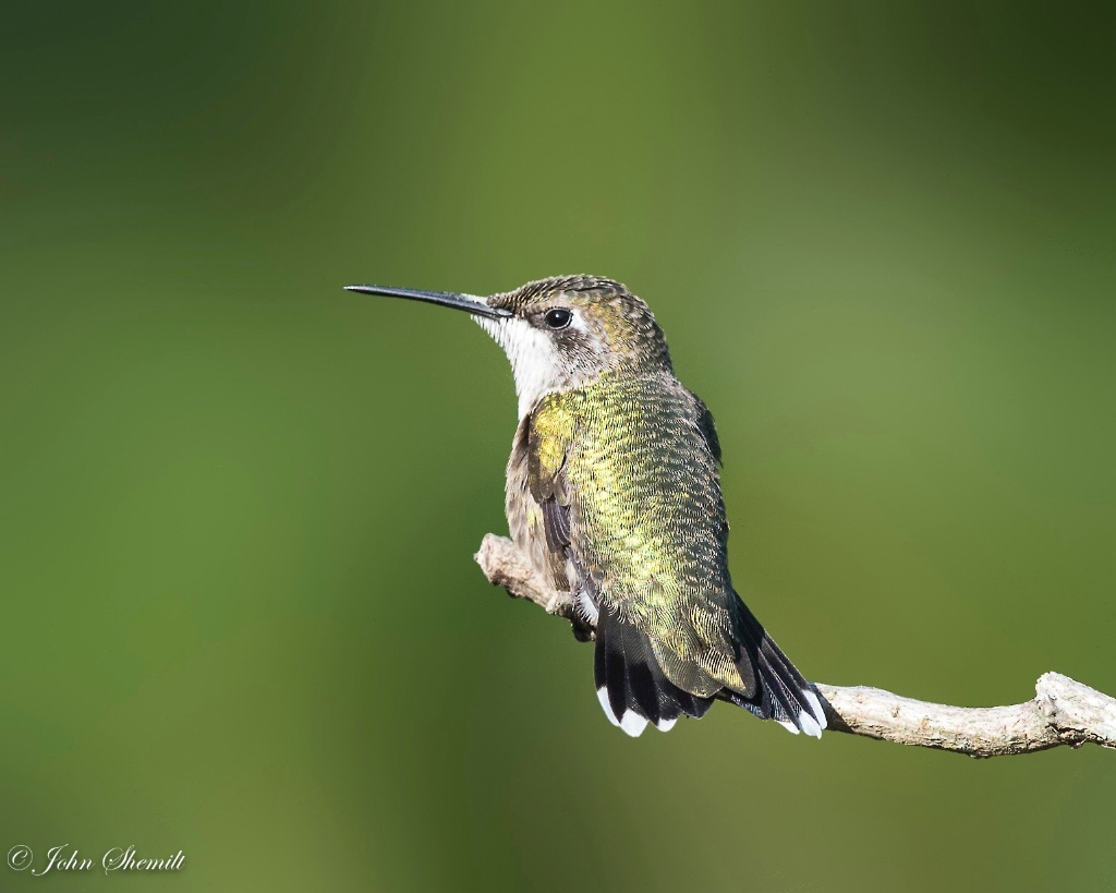 Ruby-throated Hummingbird - female juvenile  - ID: 15457404 © John Shemilt
