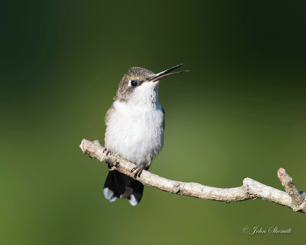 Ruby-throated Hummingbird - female juvenile  - ID: 15457415 © John Shemilt