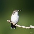 © John Shemilt PhotoID# 15457415: Ruby-throated Hummingbird - female juvenile 