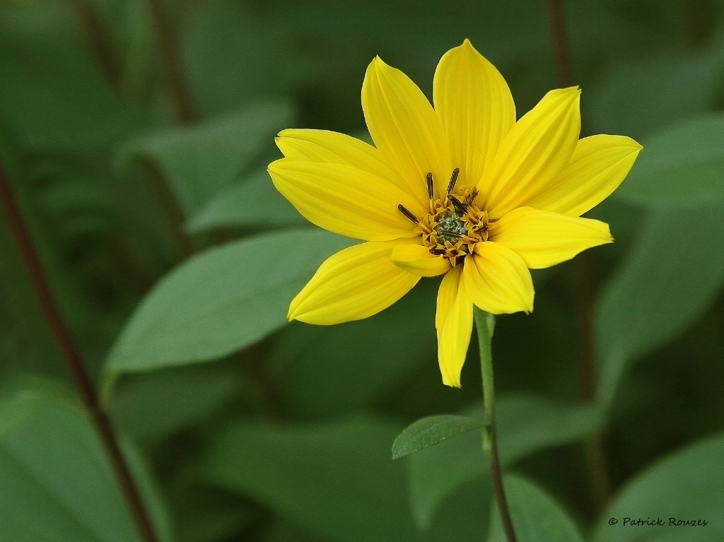 A Wildflower