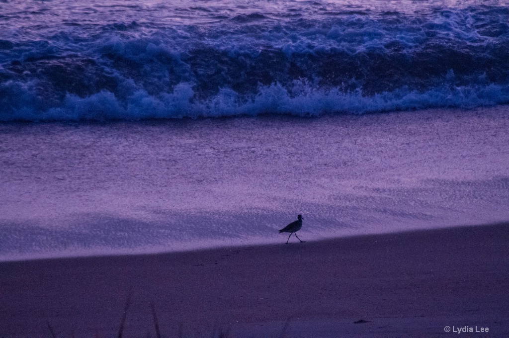Morning Stroll on the Beach - ID: 15457648 © Lydia Lee