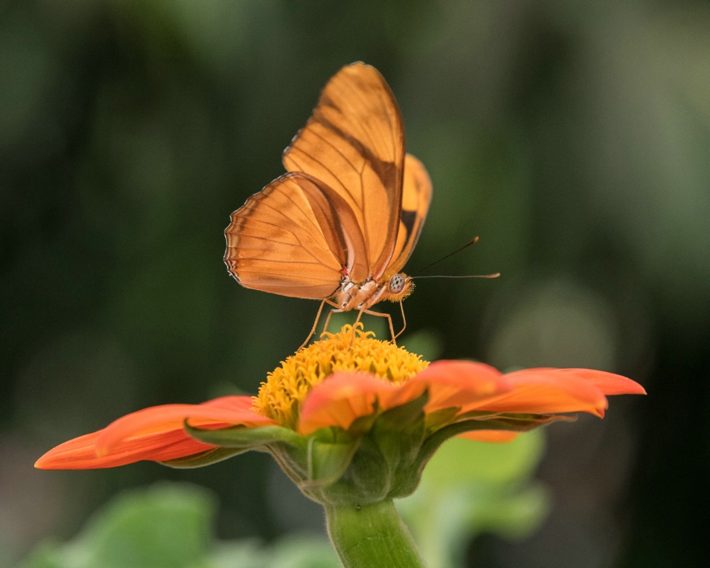 Butterfly Time - ID: 15457744 © Carol Gregoire