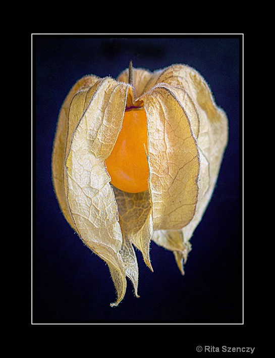 Physalis