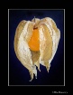Physalis