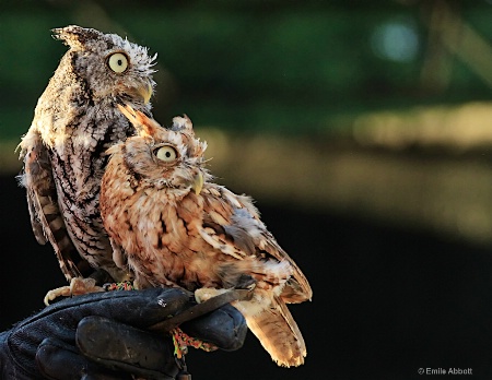 PAIR OF SCREECH OWLS