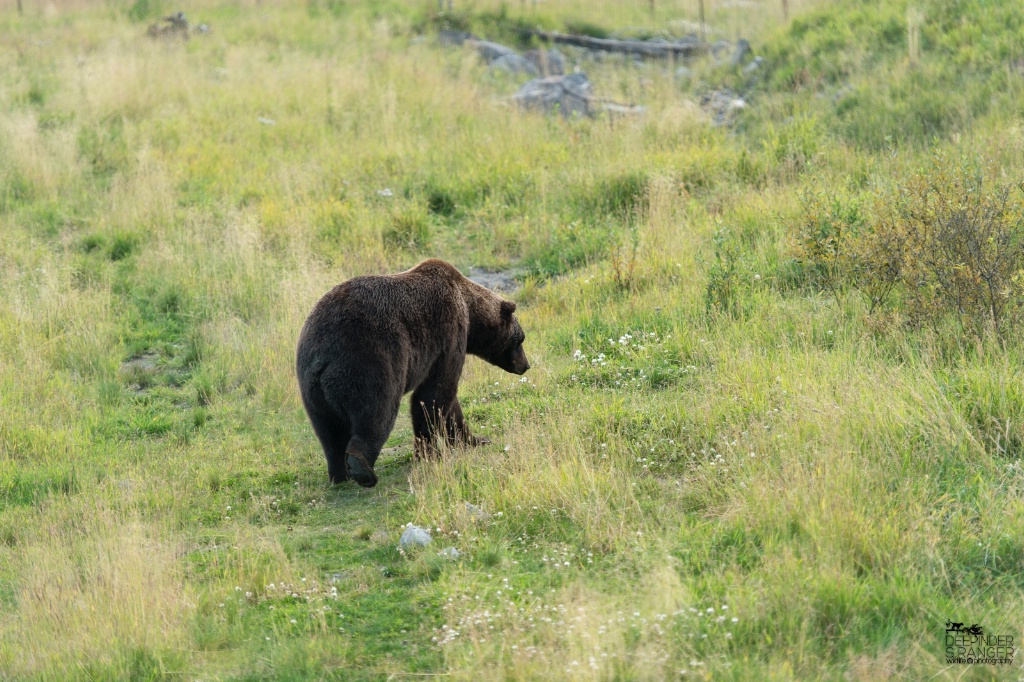 Brown bear(Ursus arctos)
