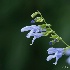 © John Shemilt PhotoID# 15458781: Salvia guaranitica 'Elk Argentina Skies'