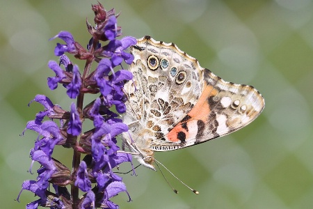 Painted Lady 3